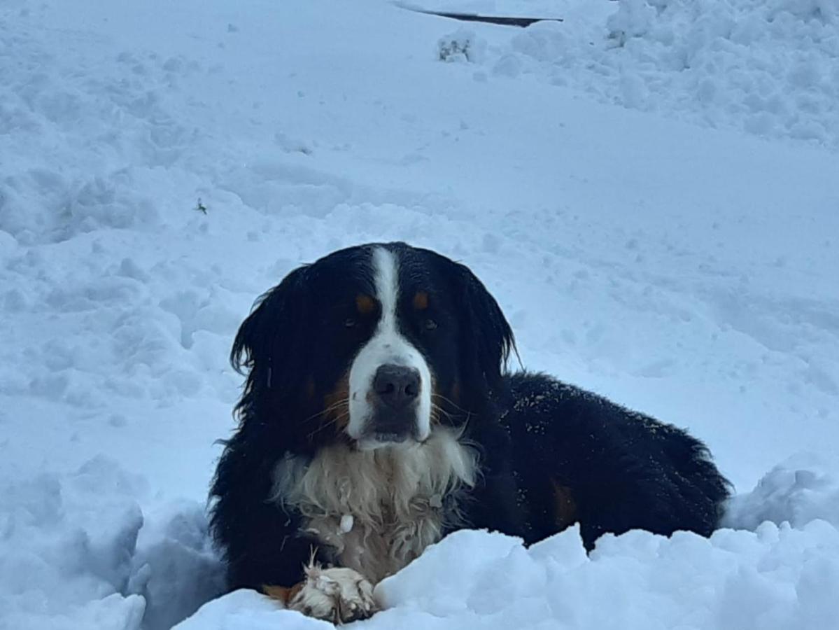 Ranstl Ferienwohnungen Flachau Luaran gambar